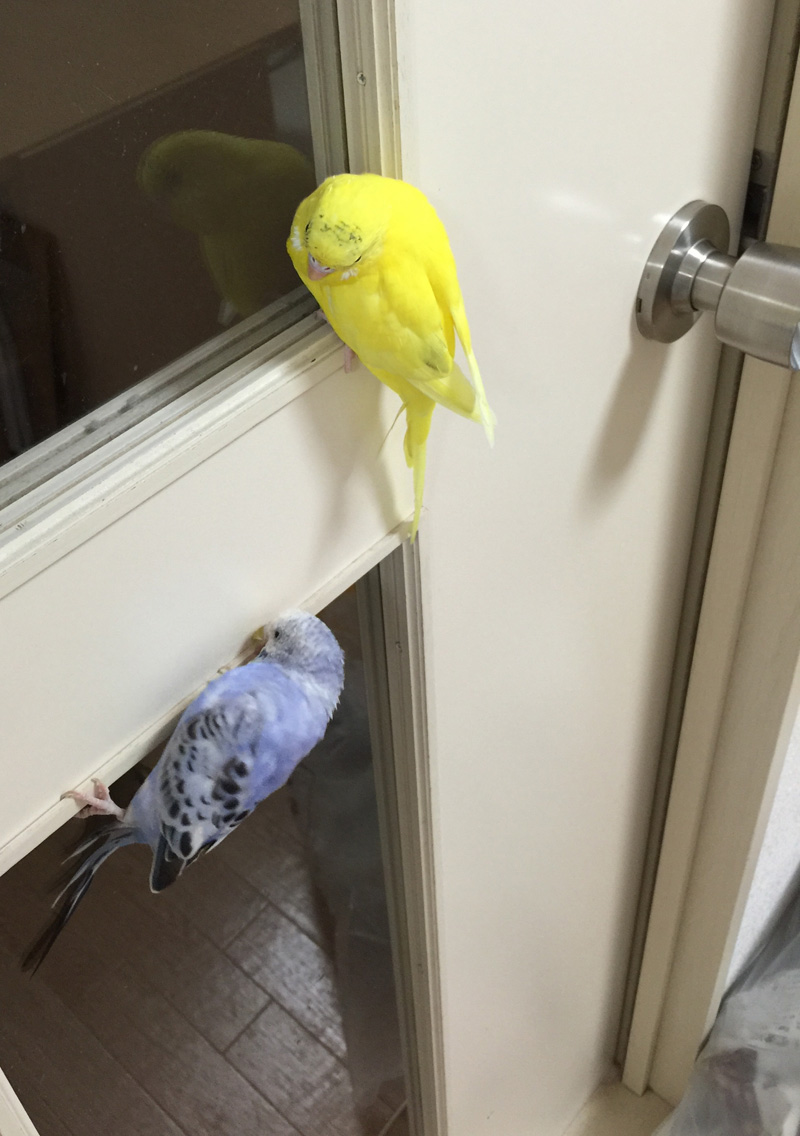 おかえりの練習 なつかないセキセイインコをなつかせるまでブログ