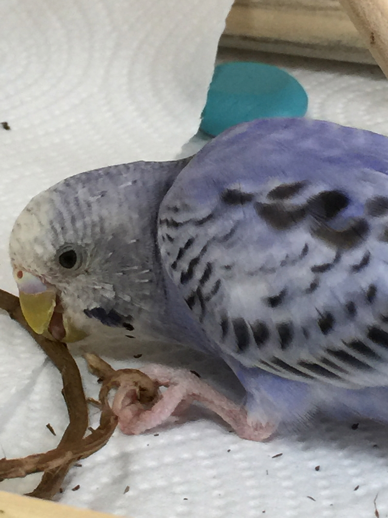 とにかく床が好き なつかないセキセイインコをなつかせるまでブログ