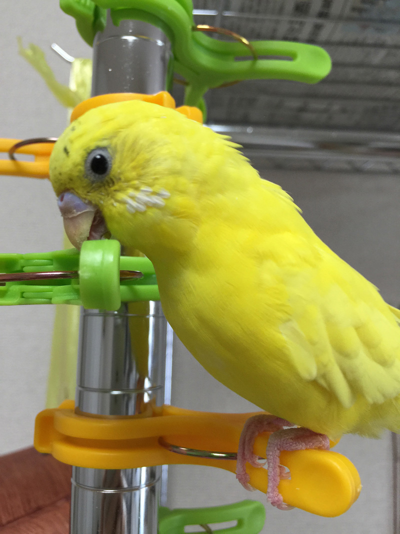 しつけ 2 なつかないセキセイインコをなつかせるまでブログ