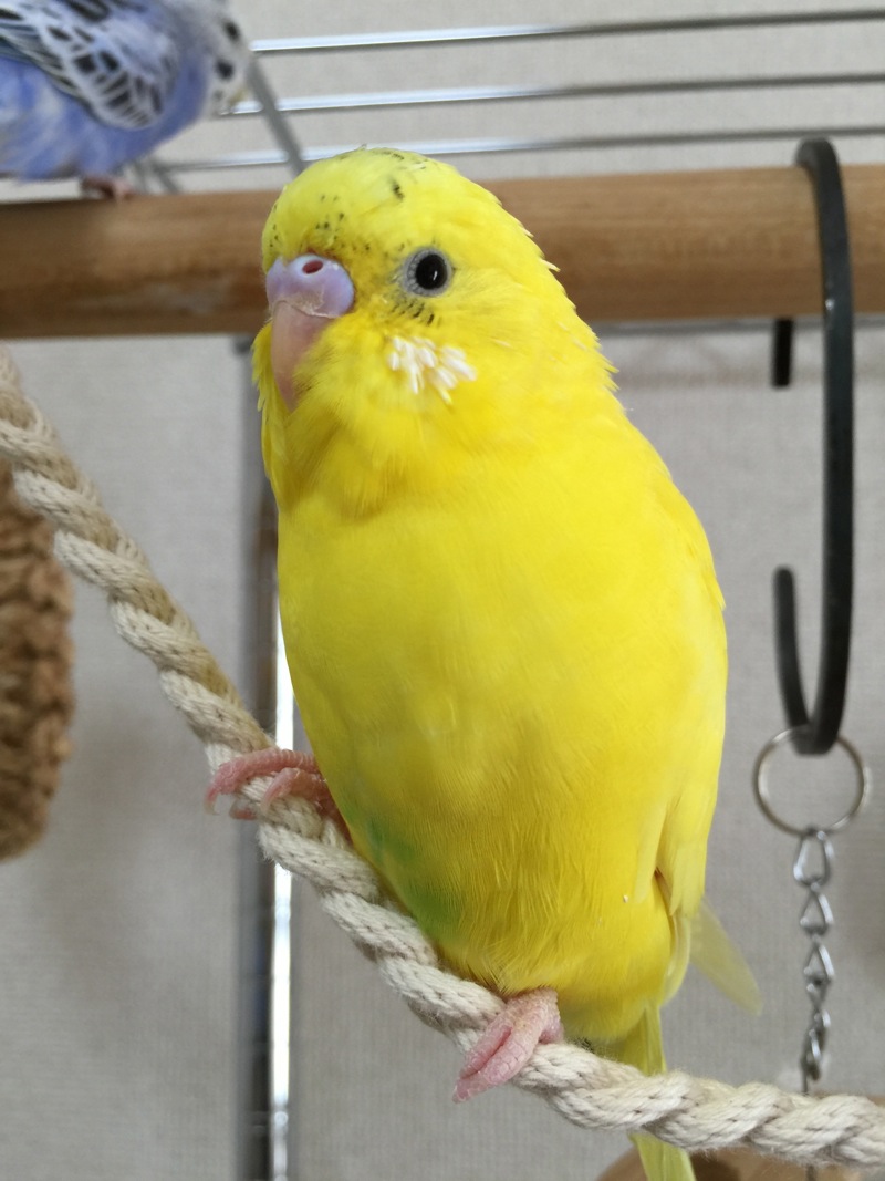 はらわれふじ なつかないセキセイインコをなつかせるまでブログ