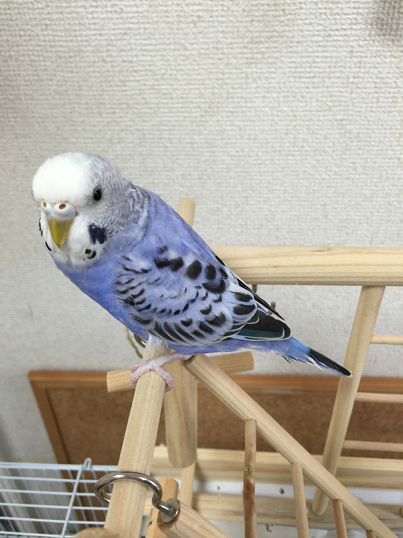 二本目 なつかないセキセイインコをなつかせるまでブログ