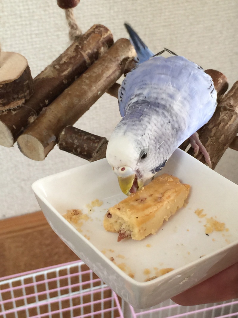 コナゴナ なつかないセキセイインコをなつかせるまでブログ