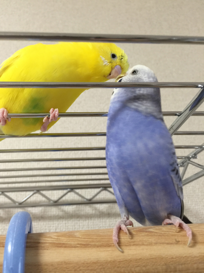 年の瀬戦争 なつかないセキセイインコをなつかせるまでブログ