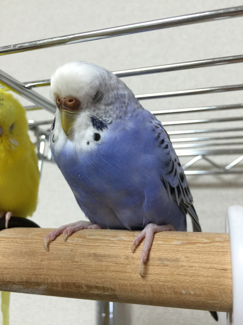 ざつだん 2 なつかないセキセイインコをなつかせるまでブログ