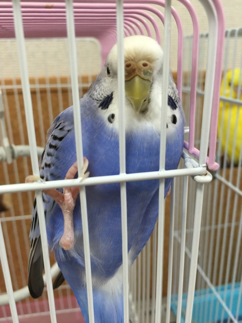 ふたりのバランス なつかないセキセイインコをなつかせるまでブログ